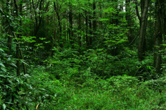 ヒグラシの鳴く森４