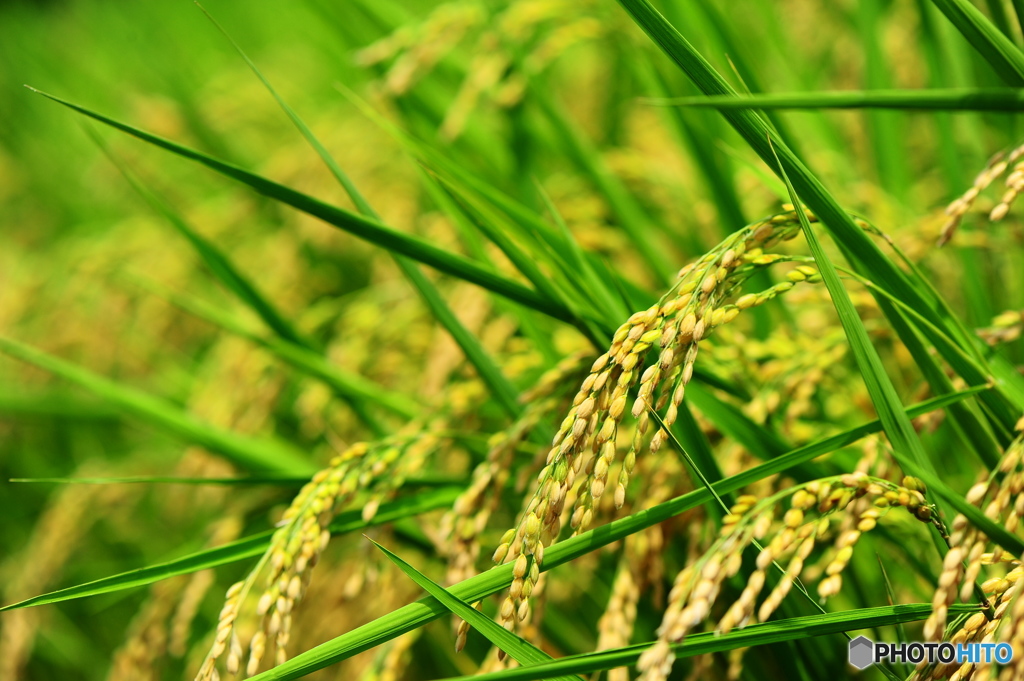 フィールドクラブ25