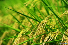 フィールドクラブ25