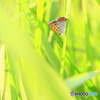 フィールドクラブ191