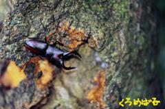 今年初のご挨拶３