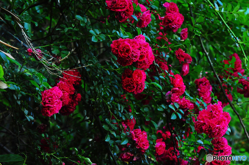 バラの花は美しい