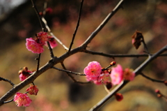今年も咲いてくれた