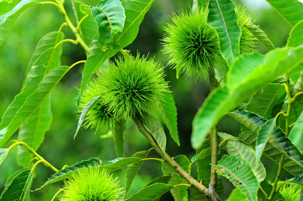 栗も生き生きと