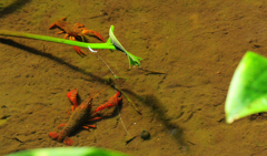 アメリカザリガニ達