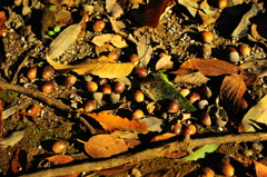 ドングリと落葉たち