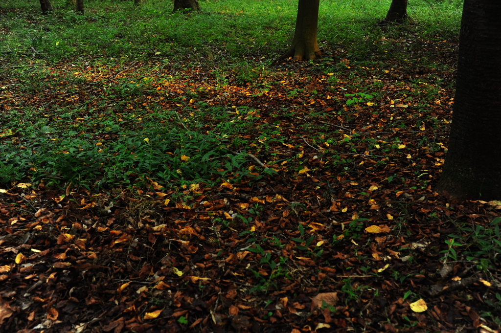 場所によっては秋の気配