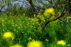 春の陽気に誘われて6