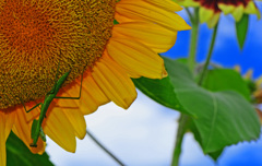 フィールドクラブ25