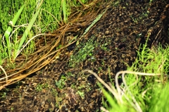 畔の水も清らかに