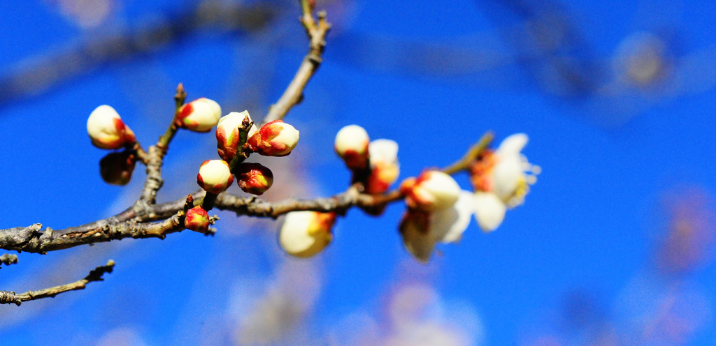 梅の花3