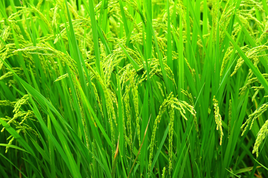 今年の新米楽しみ～