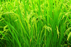 今年の新米楽しみ～