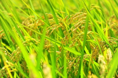 そろそろ収穫２