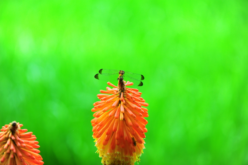 トンボさん何処へーー
