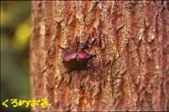 カブトムシさん