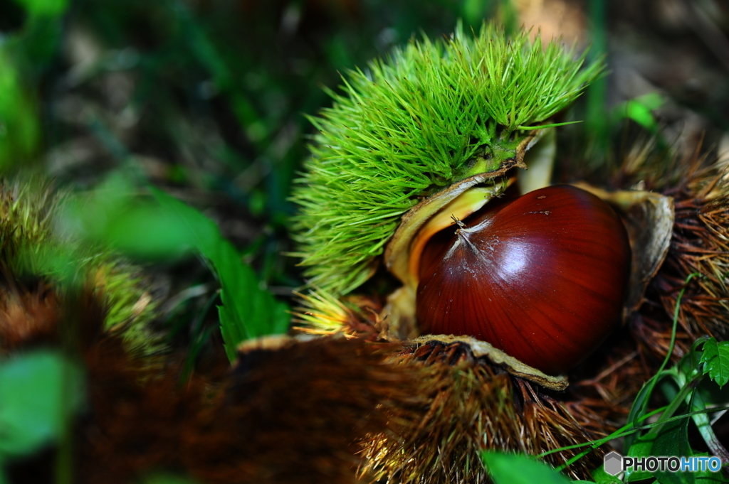 フィールドクラブ45