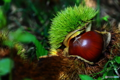 フィールドクラブ45