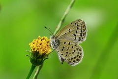 フィールドクラブ56