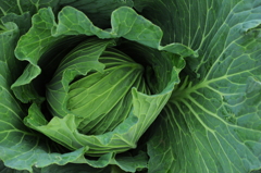 冬野菜5