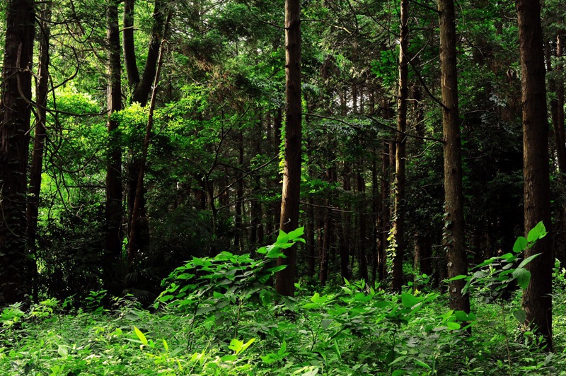 初夏～夕方の森