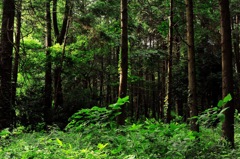 初夏～夕方の森