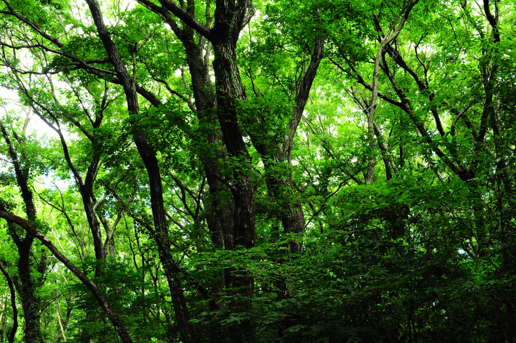 緑が生き生きして