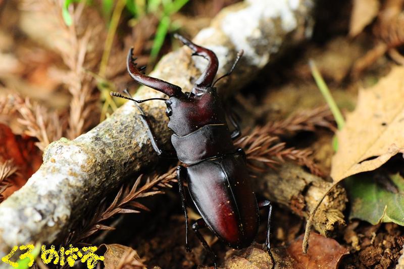 今年初のご挨拶４