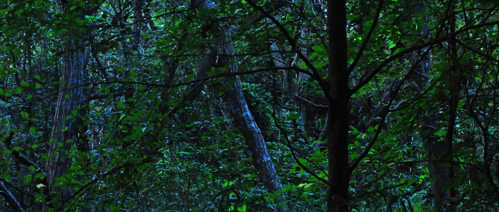 ひぐらしの鳴く雑木林2