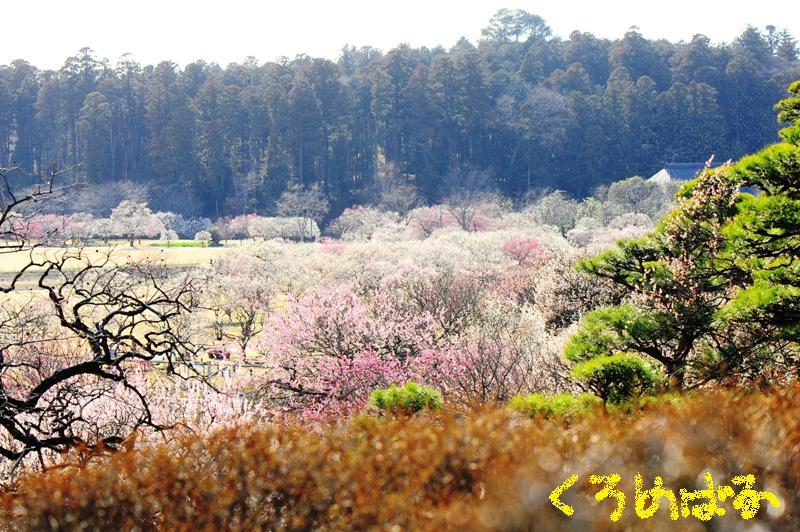 徳川御三家の壮大な梅林