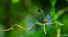 フィールドクラブ19