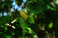 アケビ おいしーー