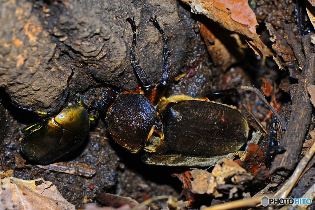 クヌギクラブ26