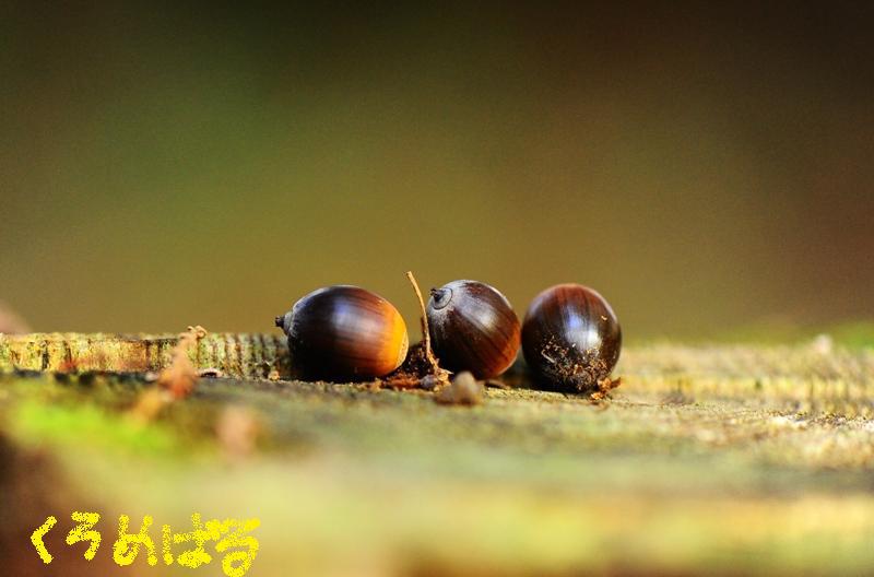 どんぐりコロコロ１