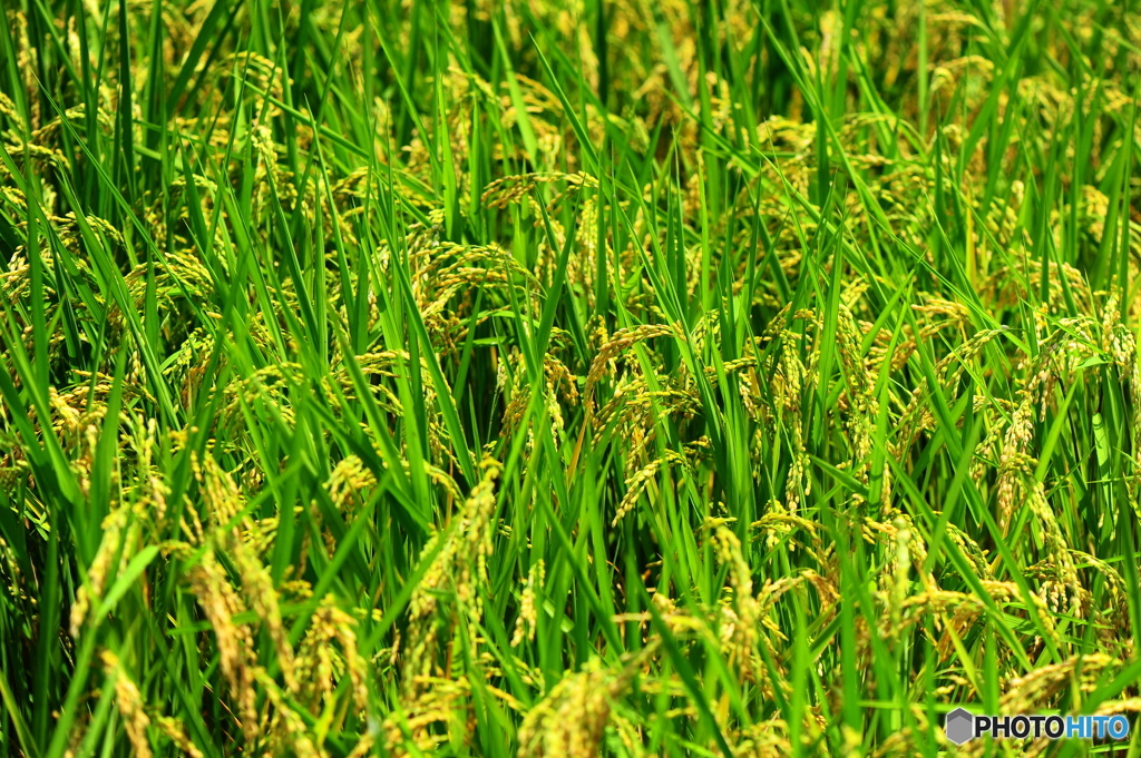 フィールドクラブ26