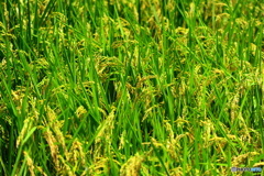 フィールドクラブ26