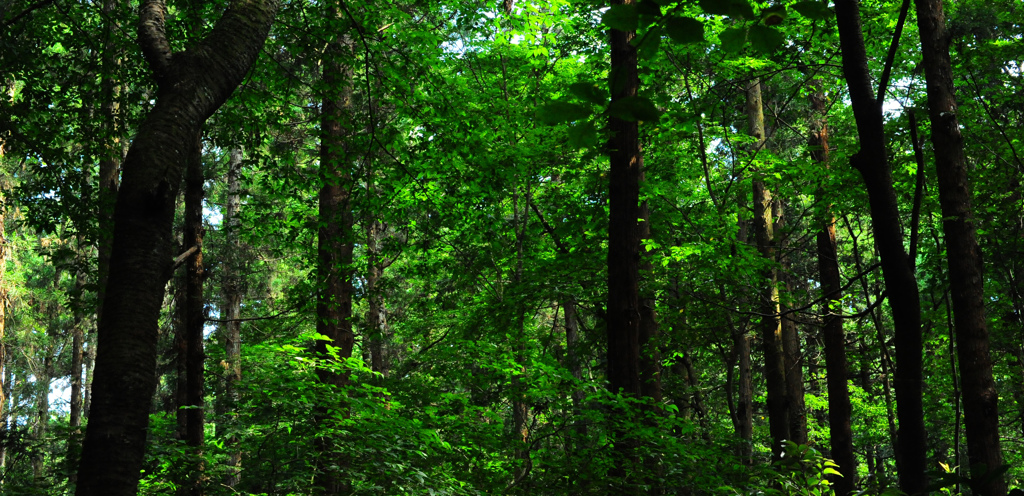 ヒグラシの大合唱
