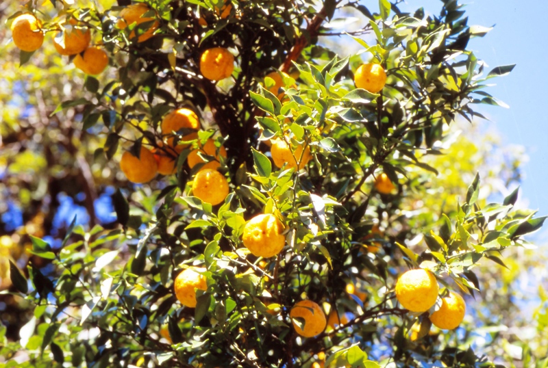 ゆずの香り大好き