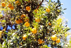 ゆずの香り大好き