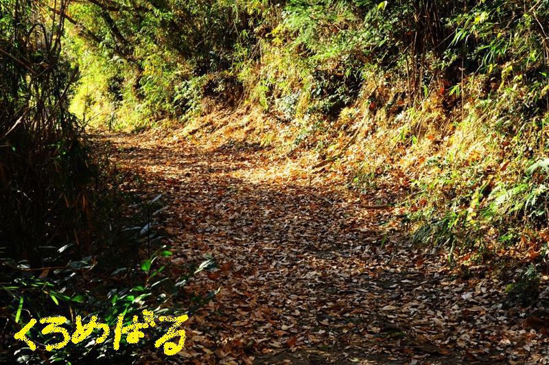 落葉の散歩道２
