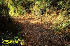 落葉の散歩道２