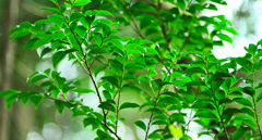 春2
