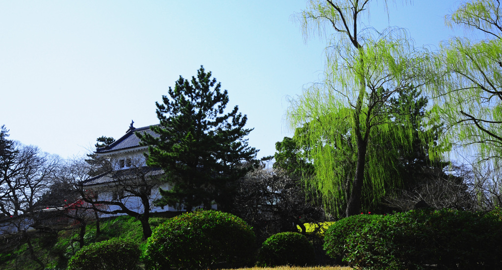 亀城の春