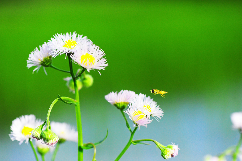 田植えも終えて