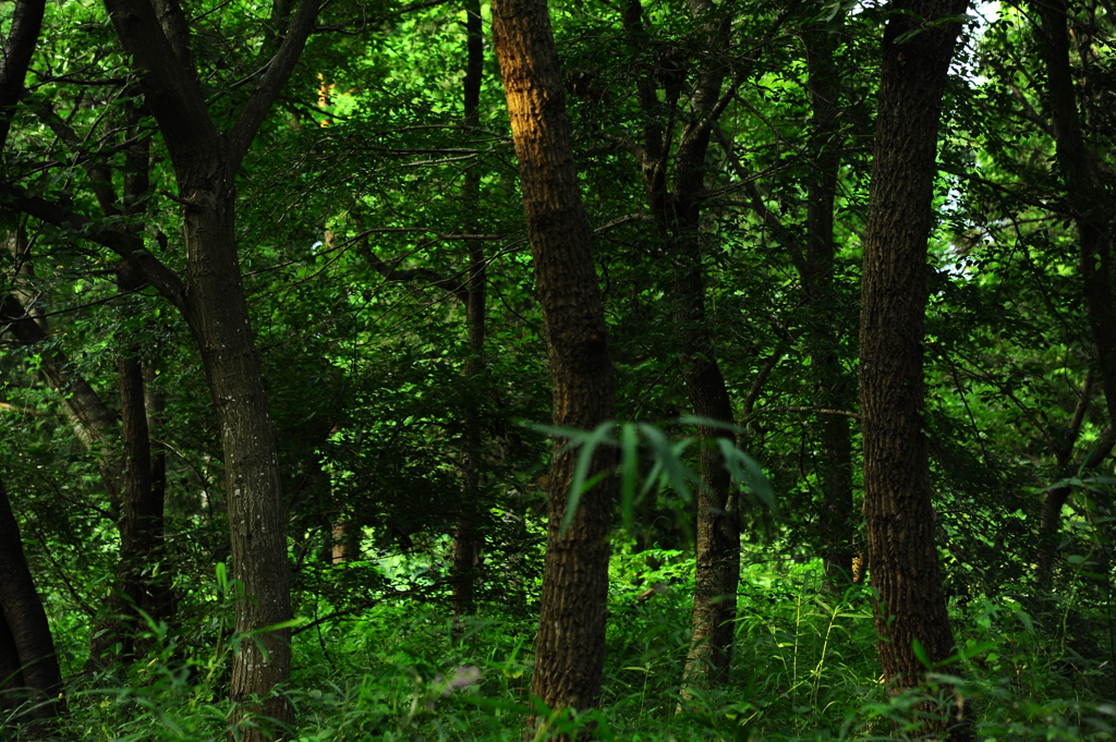 クヌギ林にもそろそろ