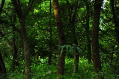 クヌギ林にもそろそろ