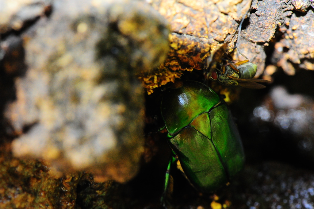 カナブン。ぶんぶん！