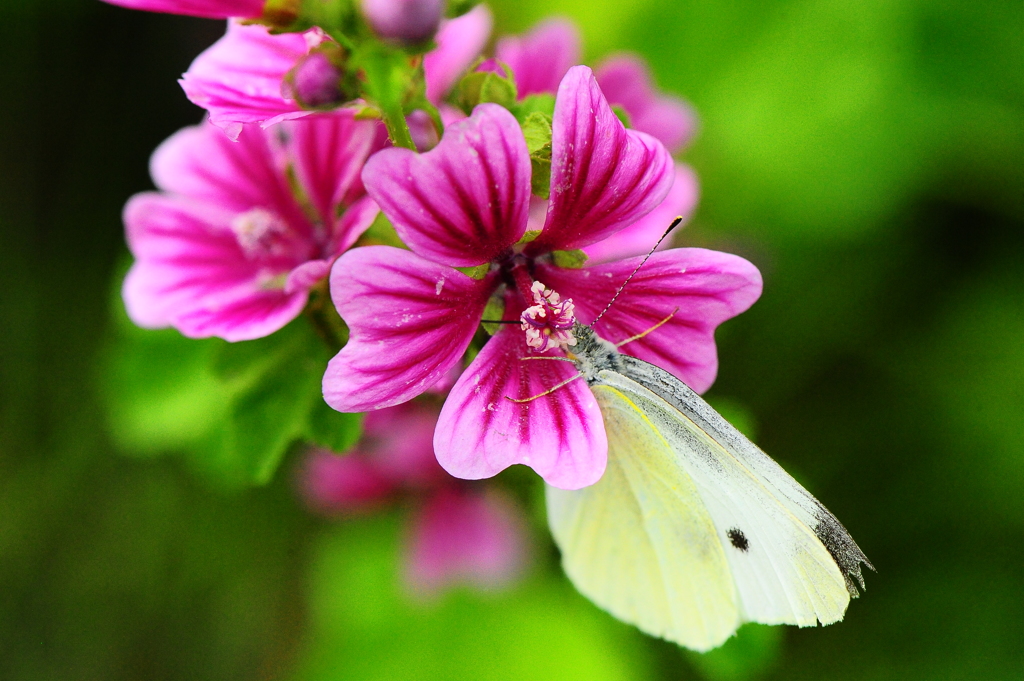 フィールド倶楽部2