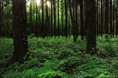 ヒグラシの鳴く森２