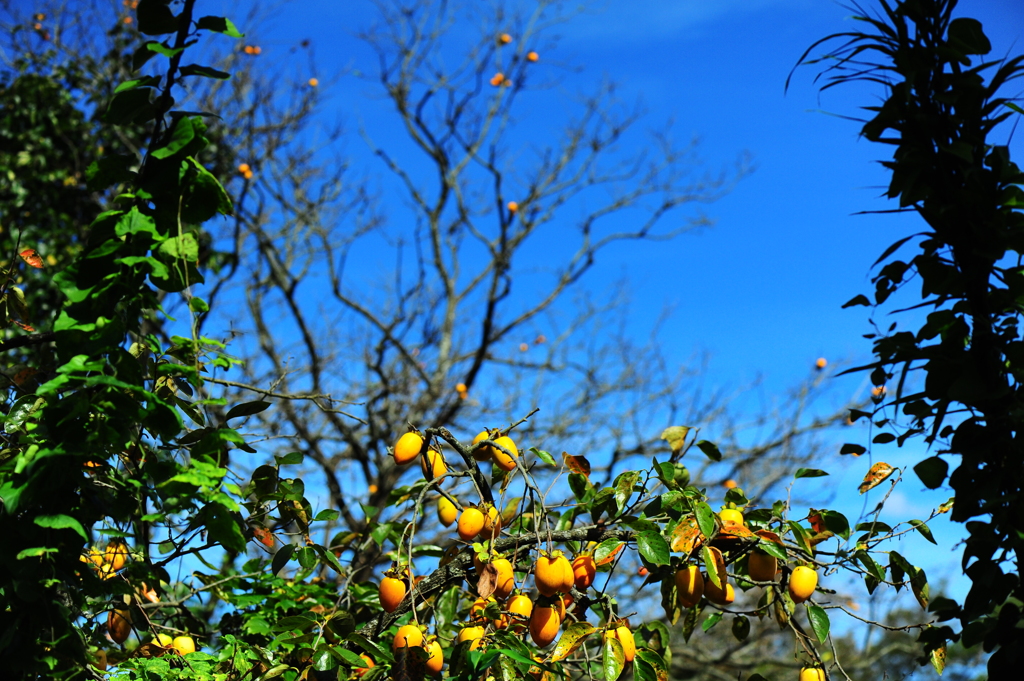 柿と秋晴れ２